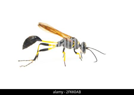 Image de la boue dauber Wasp (Sphecidae) isolée sur fond blanc. Insecte. Animal. Banque D'Images