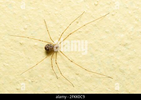 Image de Daddy longues jambes araignées sur le sol. Insecte. Animal. Banque D'Images