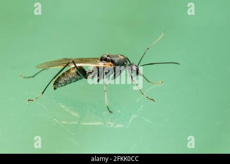 Image de la guêpe ichneumon (Hyménoptères) sur le sol. Insecte. Animal. Banque D'Images