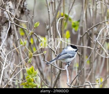 Carolina Chickadee ( Poecile carolinensis) perchée sur la branche de Bush Banque D'Images