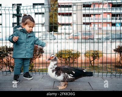 Adorable tout-petit sur un manteau vert qui regarde le canard musqué de Floride sur le sol. Concept des animaux de compagnie d'enfance. Banque D'Images