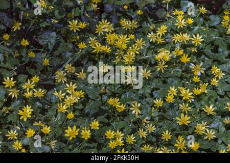 Masse de fleurs de célandine de moindre importance, Ficaria verna, sur le sol des bois Banque D'Images