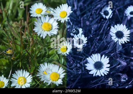 Comparaison de la vision possible de l'abeille ou de l'insecte dans une autre partie Spectre visible décrivant les signatures UV pour guider les insectes vers les nectaires pour la pollinisation Banque D'Images