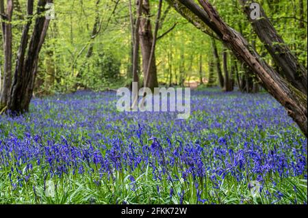 Tapis de forêt de fleurs bluebell Banque D'Images