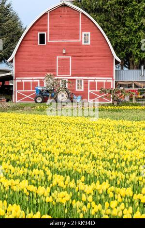 Un vieux tracteur bleu Ford avec chargeur arrière avant de la grange rouge derrière un cerisier en fleurs champ de tulipes jaunes Banque D'Images