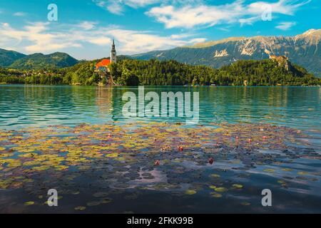 De magnifiques fleurs de lotus roses fleurissent sur le lac. Fleurs de nénuphars roses et église de pèlerinage en arrière-plan, lac Bled, Slovénie, Europe Banque D'Images