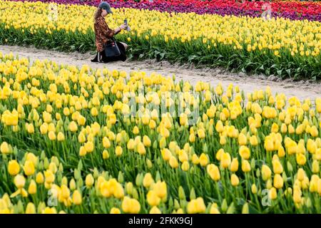 Jeune femme s'agenouillant au sol en prenant une photo de couleur vive Tulipes fleuris avec son téléphone portable Banque D'Images