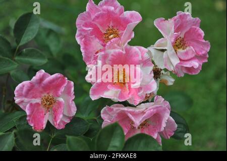 Rose arbuste rose (rosa) citron-Faise fleurit dans un jardin en juin Banque D'Images