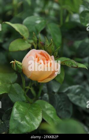 Rose arbuste anglais abricot-jaune (Rosa) Comtes de Champagne fleurit dans un jardin en mai Banque D'Images