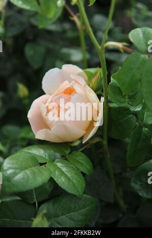 Rose arbuste anglais abricot-jaune (Rosa) Comtes de Champagne fleurit dans un jardin en mai Banque D'Images