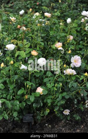 Rose arbuste anglais abricot-jaune (Rosa) Comtes de Champagne fleurit dans un jardin en mai Banque D'Images