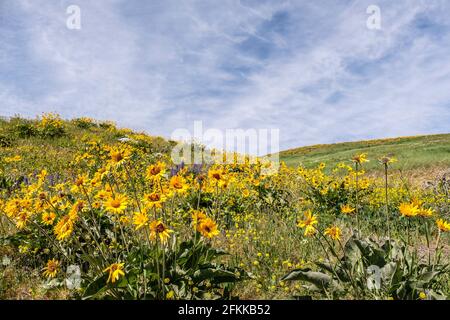 Fleurs sauvages lumineuses et colorées Arrowleaf Balsamroot Blooming à foot Hills de Wenenchee, dans l'est de Washington Banque D'Images