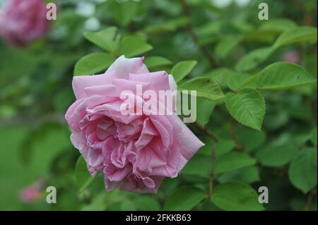 Rose Rose hybride rugosa rose (Rosa) Conrad Ferdinand Meyer fleurit dans un jardin en juillet Banque D'Images