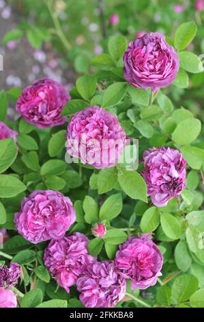 Rose mauve Provins (Rosa gallica) Cosimo Ridolfi fleurit dans un jardin en juin Banque D'Images