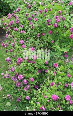 Rose mauve Provins (Rosa gallica) Cosimo Ridolfi fleurit dans un jardin en juin Banque D'Images