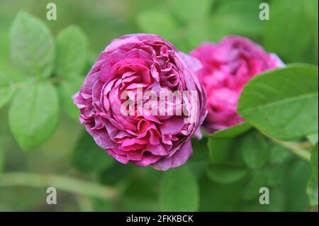 Rose mauve Provins (Rosa gallica) Cosimo Ridolfi fleurit dans un jardin en juin Banque D'Images