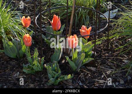 Tulipes Greigii rouge-orange (tulipa) Calypso fleurissent dans un jardin en avril. Ses feuilles rayées sont endommagées par des limaces et des escargots Banque D'Images