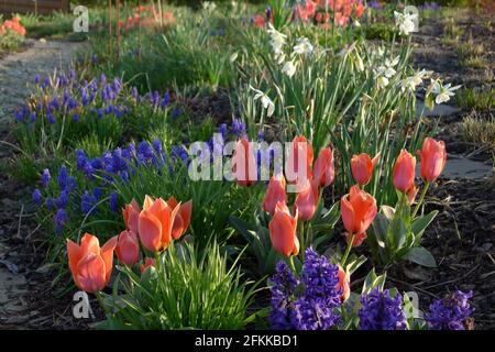 Tulipe rouge (Tulipa greigii) Calypso fleurissent dans une bordure de fleur près d'un chemin de gravier dans un jardin de printemps Banque D'Images