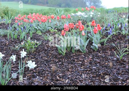 Tulipes Greigii rouge-orange (tulipa) Calypso aux feuilles rayées fleurissent dans un jardin en avril Banque D'Images