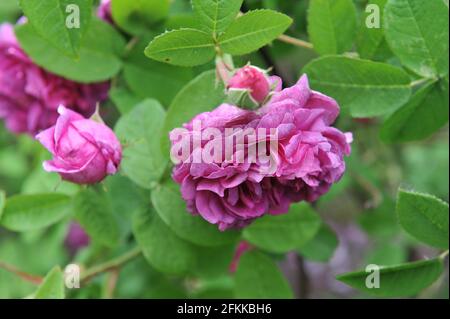 Rose mauve Provins (Rosa gallica) Cosimo Ridolfi fleurit dans un jardin en juin Banque D'Images