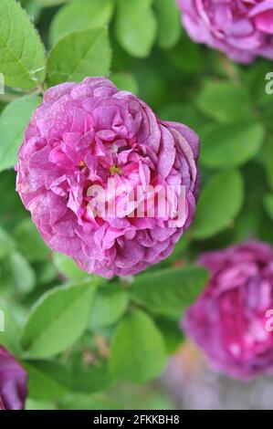 Rose mauve Provins (Rosa gallica) Cosimo Ridolfi fleurit dans un jardin en juin Banque D'Images