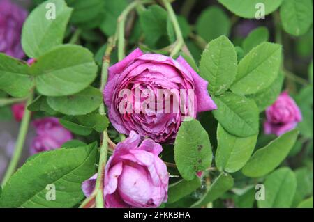 Rose mauve Provins (Rosa gallica) Cosimo Ridolfi fleurit dans un jardin en juin Banque D'Images