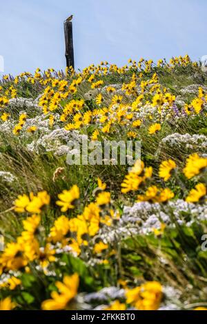 Fleurs sauvages lumineuses et colorées Arrowleaf Balsamroot Blooming à foot Hills de Wenenchee, dans l'est de Washington Banque D'Images