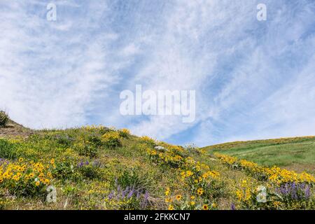 Fleurs sauvages lumineuses et colorées Arrowleaf Balsamroot Blooming à foot Hills de Wenenchee, dans l'est de Washington Banque D'Images