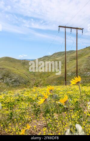 Fleurs sauvages lumineuses et colorées Arrowleaf Balsamroot Blooming à foot Hills de Wenenchee, dans l'est de Washington Banque D'Images