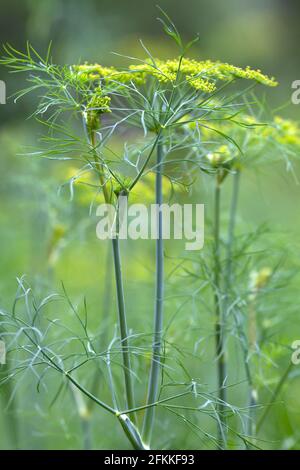 fleurs d'aneth dans le jardin sur fond flou, gros plan Banque D'Images