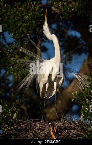 Grand Egret masculin Affichage pour femme Banque D'Images