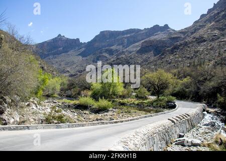 Printemps dans le canyon Sabino, dans les montagnes de Santa Catalina, juste au nord de Tucson, Arizona. Banque D'Images