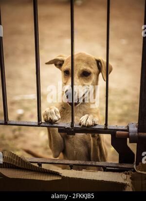 Un chien mongrel joueur marron de l'autre côté de la clôture Banque D'Images