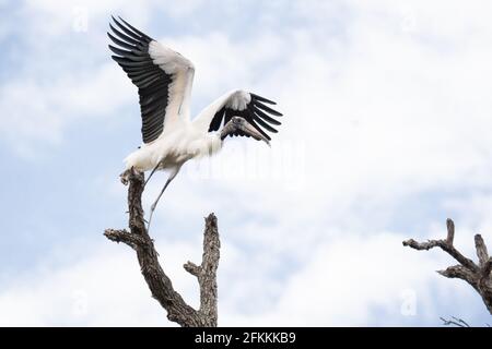 Bois Stork envol Banque D'Images