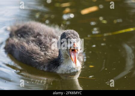 Croot poussin avec sa bouche ouverte sur le canal Leeds Liverpool près de Crosby en mai 2021. Banque D'Images