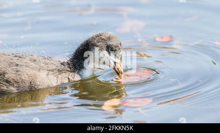 Coot piquant un nénuphar vu sur le canal Leeds Liverpool près de Crosby en mai 2021. Banque D'Images