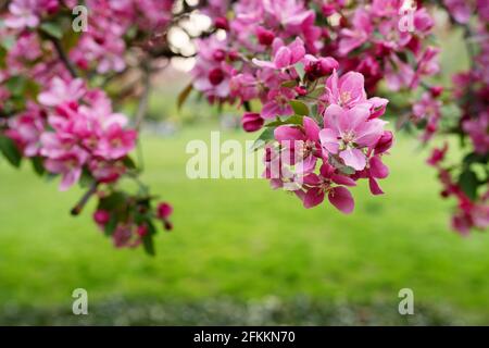 Fleurs violettes sur la branche de l'arbre sur fond vert Banque D'Images