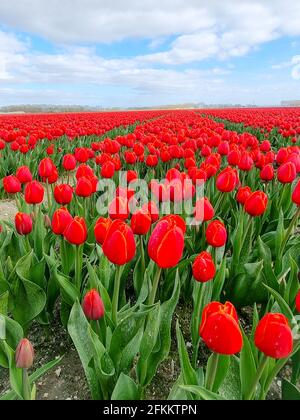 Champ de tulipes aux pays-Bas, champs de tulipes colorés à Flevoland Noordoosstpolder Hollande, vues sur le printemps hollandais aux pays-Bas Banque D'Images