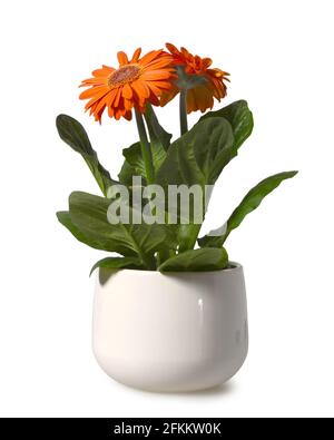 Pâquerette gerbera orange dans un pot de fleurs isolé sur fond blanc Banque D'Images