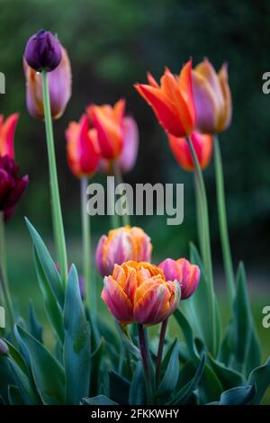 Tulipes orange et pourpre fleurissent au printemps Banque D'Images