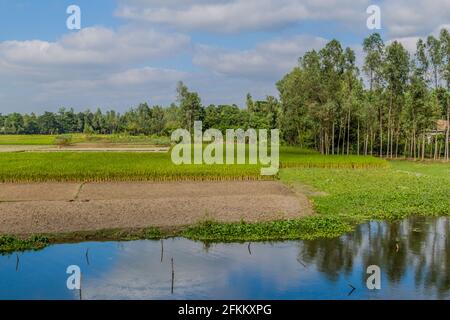 Rizières près de Bogra, Bangladesh Banque D'Images