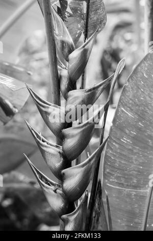 Easter Heliocona (Heliconia Wagneriana), fleurs tropicales avec de belles bractées fleuries colorées, en noir et blanc Banque D'Images