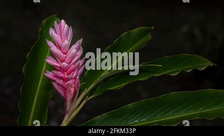 Fleur de gingembre rose d'Alpinia purpurata Banque D'Images