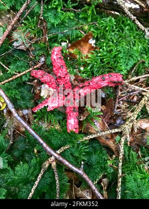 Une vue de dessus du champignon de la poulpe de stinkhorn sur le sol herbacé Banque D'Images