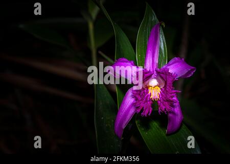 Image d'orchidée Sobralia bouchei prise dans la forêt nuageuse de Panamas Banque D'Images