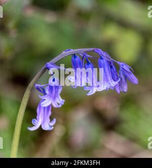 Jacinthes des bois en anglais Banque D'Images