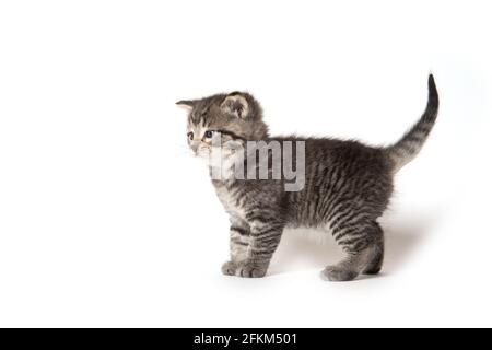 Cute baby tabby kitten isolated on white background Stock Photo