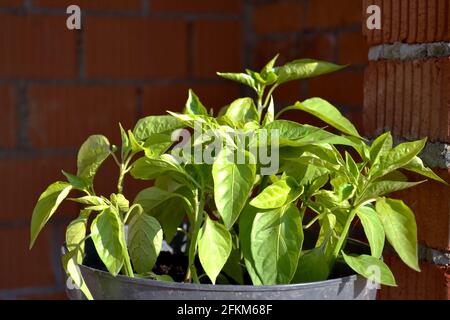 Plantes vertes poivre de semis dans une casserole Banque D'Images