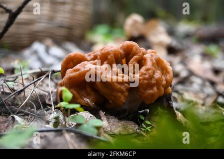 Points de champignons. Les premiers champignons comestibles de la forêt de mai près de Moscou. Banque D'Images