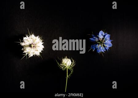 Composition artistique de fleurs sauvages isolées sur fond noir dans un studio avec de beaux pétales blancs et violets. Banque D'Images